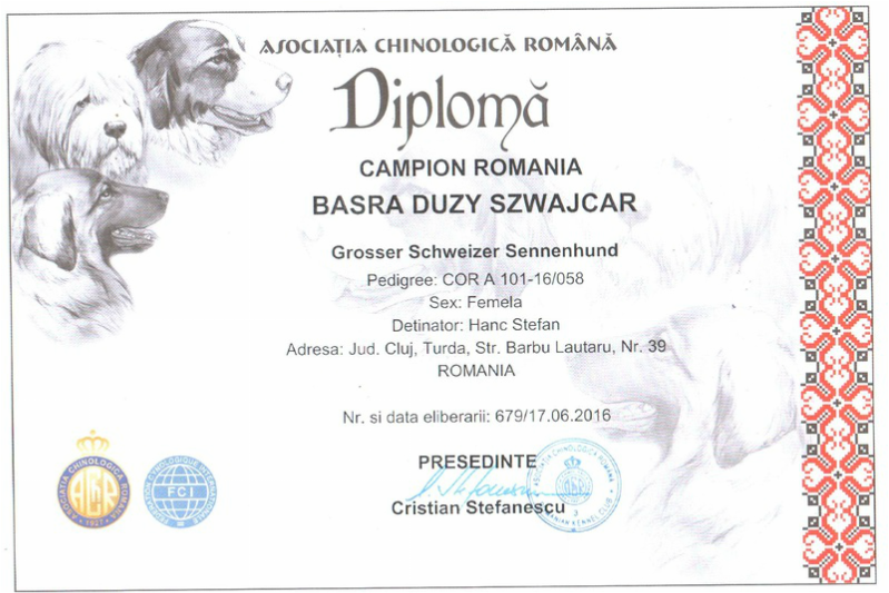 Marele Câine de Munte Elvețian - Campion România - Basra
