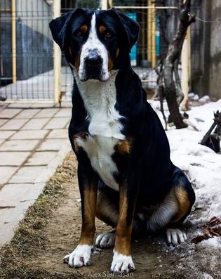 Basra - Marele Câine de Munte Elvețian