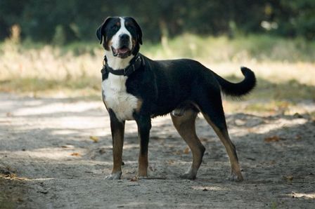 Lukas - Marele Câine de Munte Elvețian